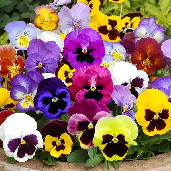 بنفشه جعبه ای