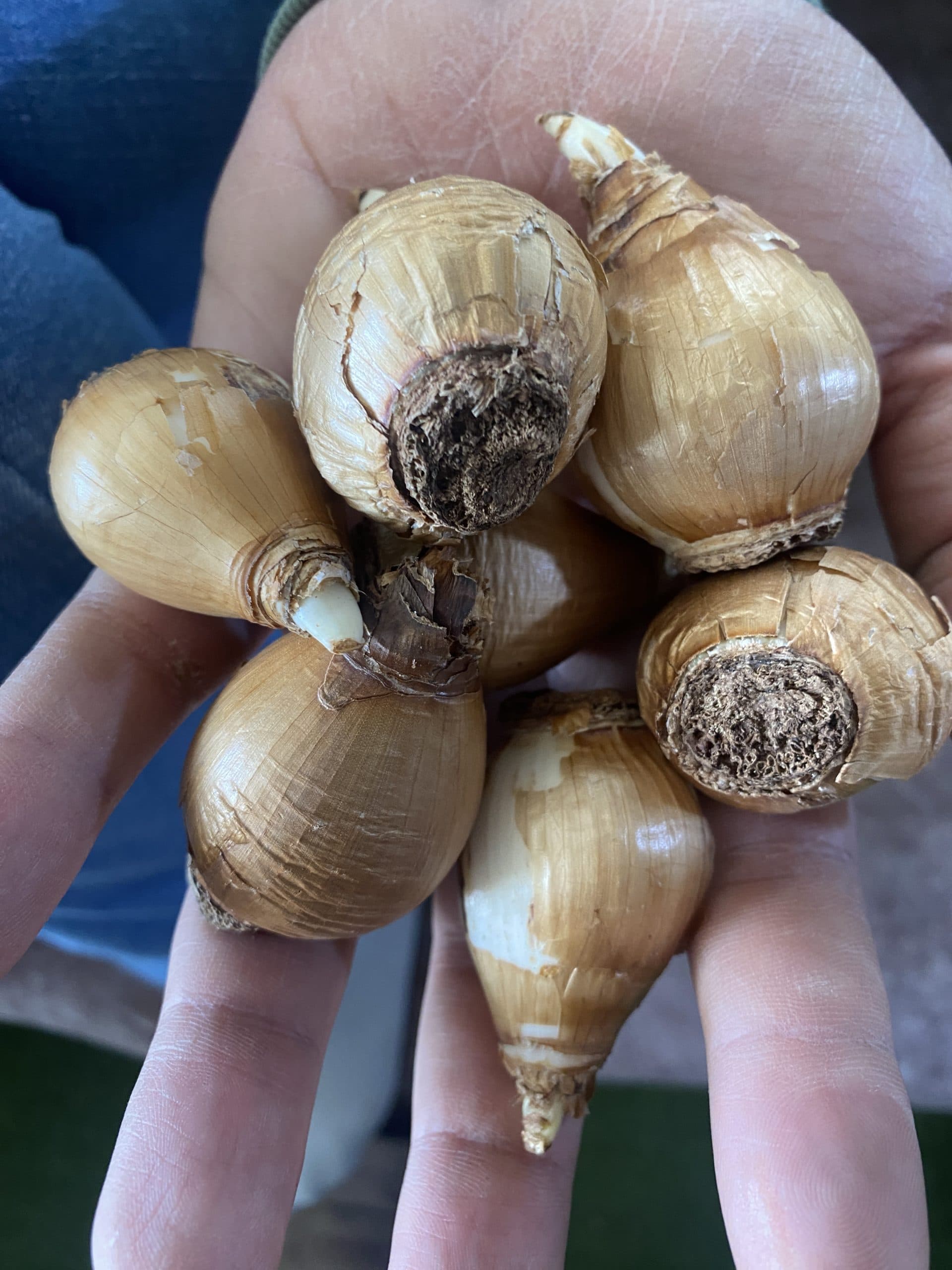 پیاز گل نرگس — تصویر ۱۱