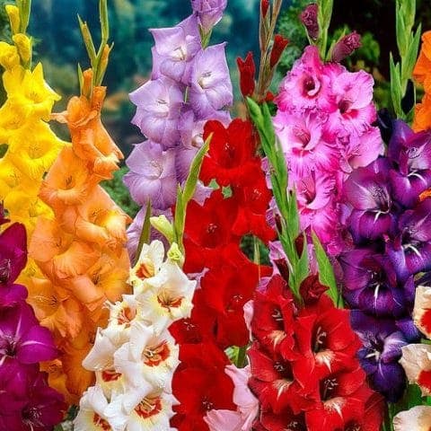 پیاز گلایل