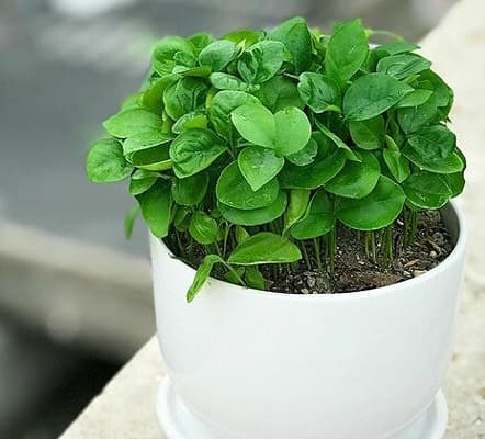 سبزه عید نوروز — تصویر ۲