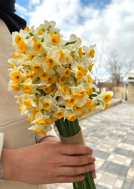 دسته 100 تایی نرگس با تزیین کنف_کد 0006