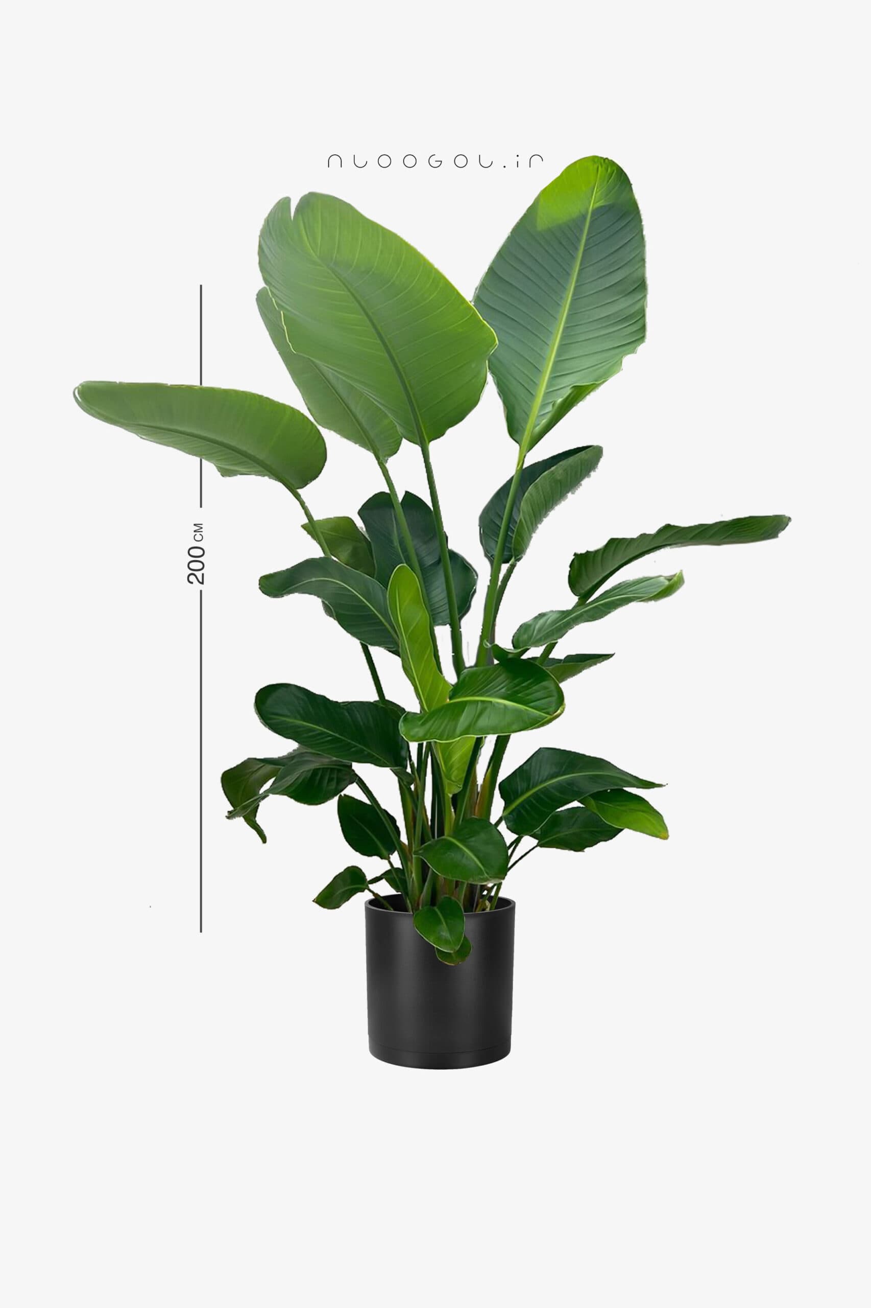 نخل نیکولای سه بوته 180 سانتی — تصویر ۳