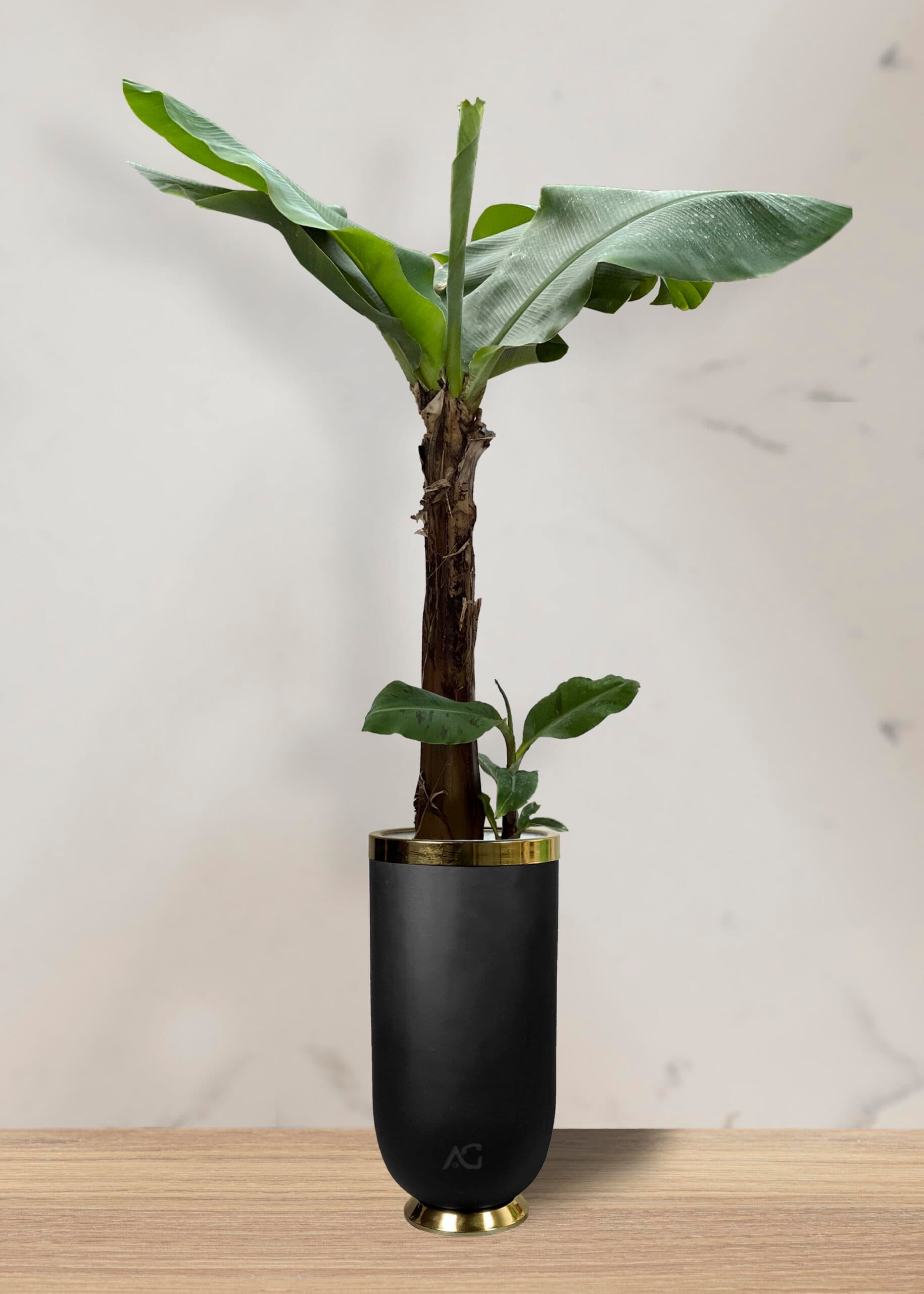 موز کاوندیش + گلدان فایبر گلاس استوانه ای (*)