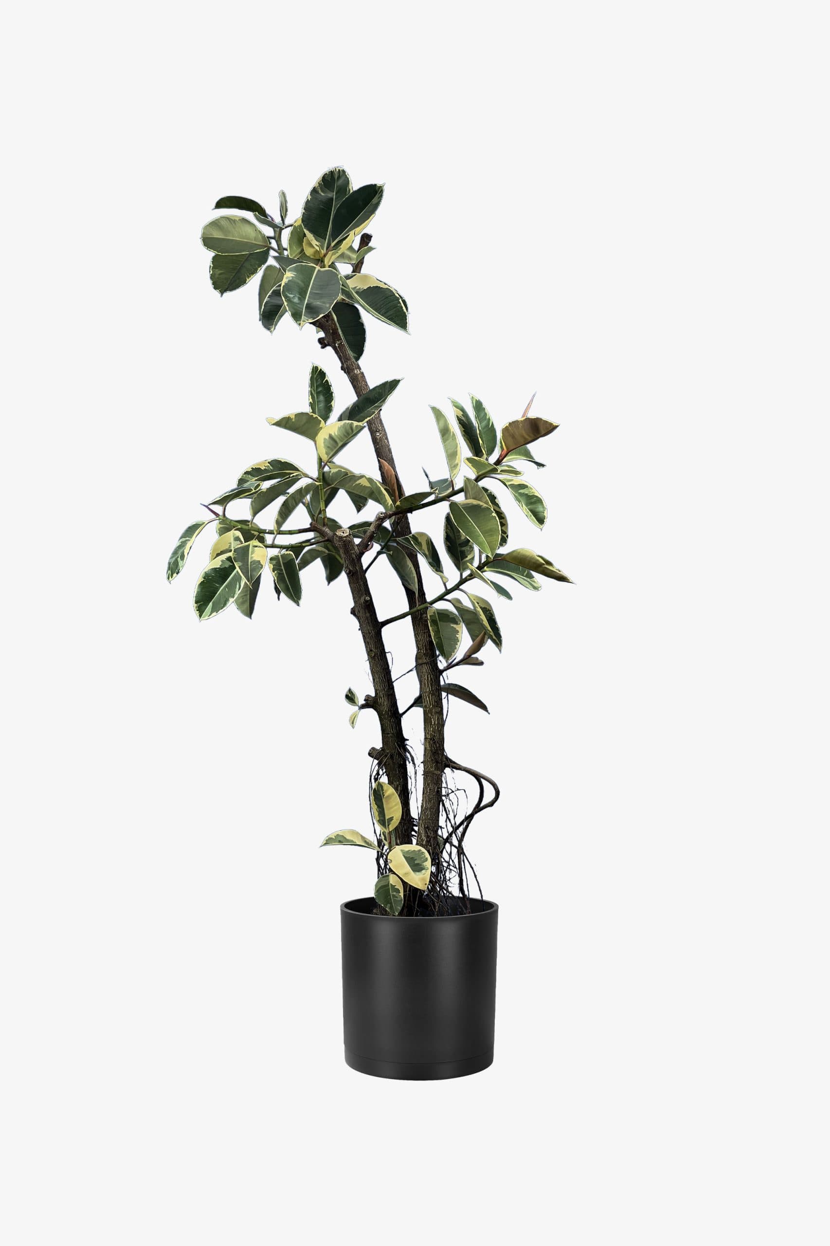 درختچه فیکوس ابلق دو تنه 2 متری