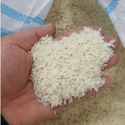 برنج طارم هاشمی دنوج — تصویر ۳