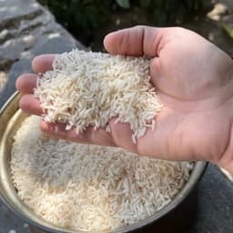 برنج طارم محلی هاشمی فریدونکنارارسال — تصویر ۵