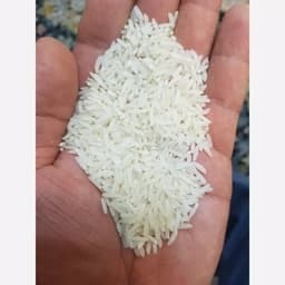 برنج طارم هاشمی کشت دوم — تصویر ۳