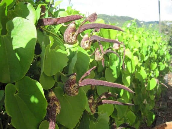 بذر پیچک رینجرز ( اورجینال ) — تصویر ۷