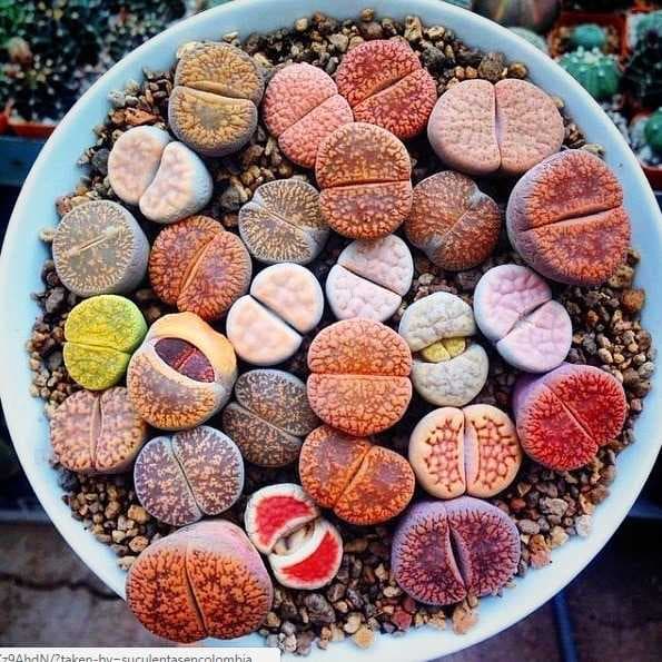 بذر کاکتوس لیتوپس ( اورپایی )