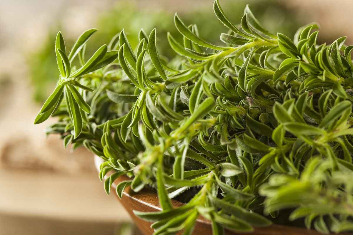 بذر مرزه درجه یک و اورجینال