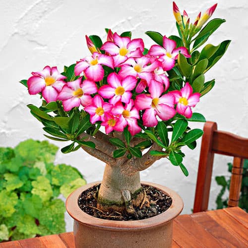بذر بونسای ادنیوم ( اورجینال )