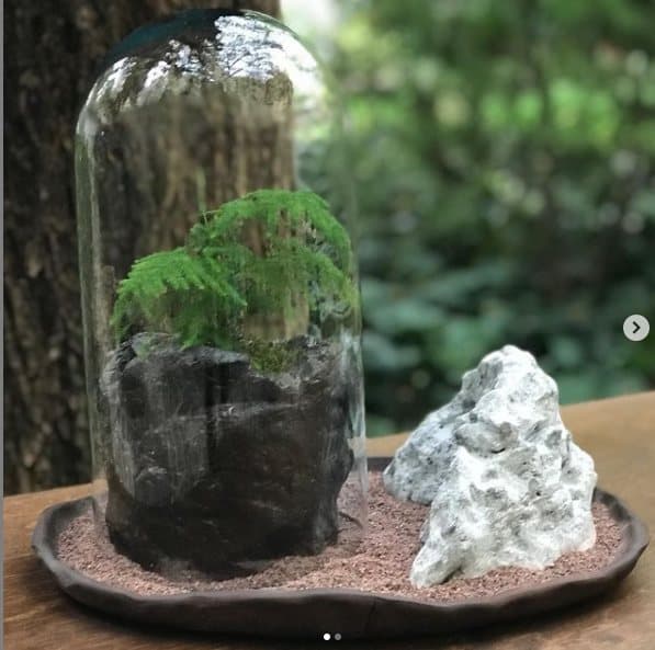 تراریوم مارچوبه ای ( استوانه ای ) — تصویر ۶
