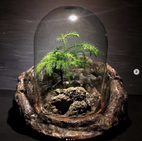 تراريوم بونساى كاج آروكاريا ( حبابی ) — تصویر ۶