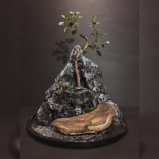 پیش بونسای فيكوس