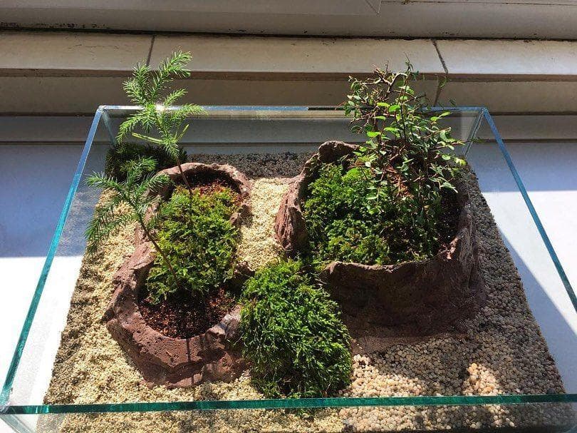 تراریوم بونسای نارون ( آکواریومی ) — تصویر ۷
