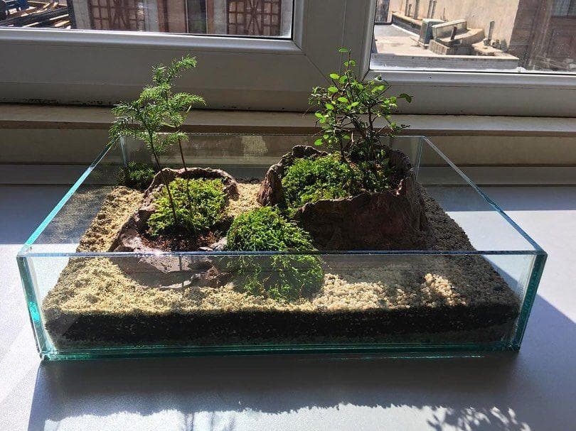 تراریوم بونسای نارون ( آکواریومی ) — تصویر ۴