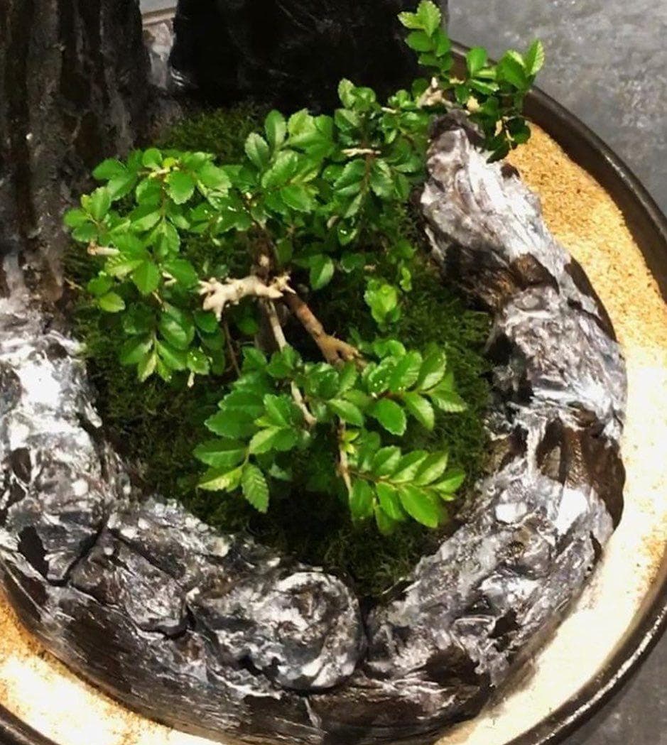 بونسای نارون با سازه (دو سخره ای) — تصویر ۹
