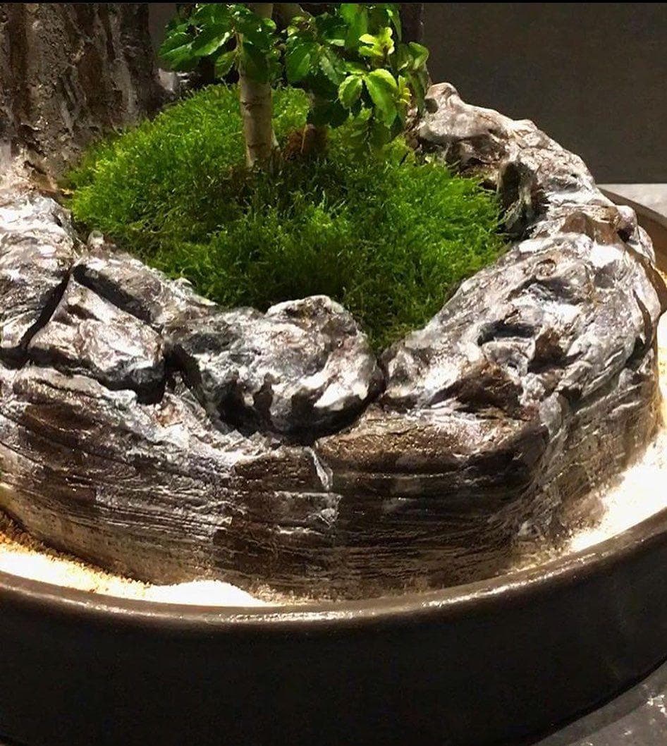 بونسای نارون با سازه (دو سخره ای) — تصویر ۴