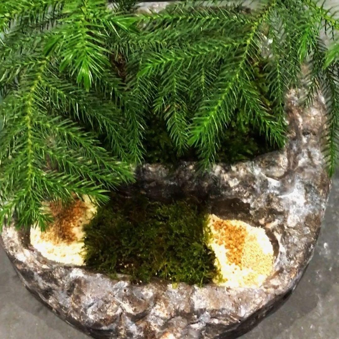 بونسای شبه کاج آروریکا با سازه سنگی — تصویر ۹
