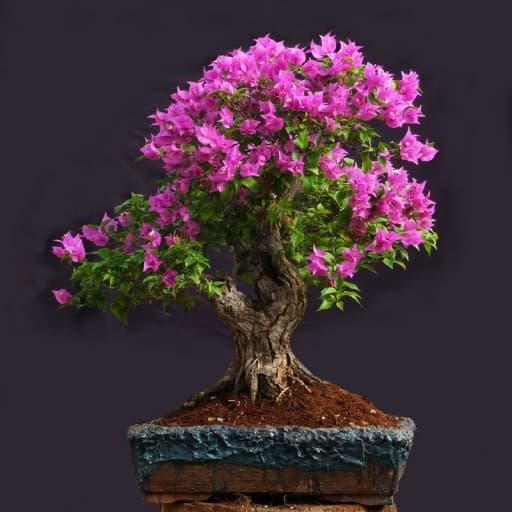 بذر بونسای گل کاغذی ( بذر اورجینال )