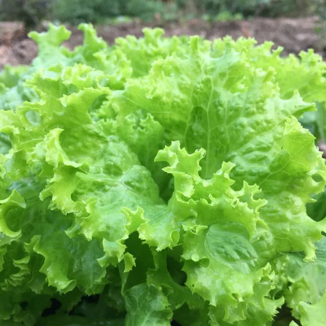 بذر کاهو فرانسوی ( اورجینال خارجی ) — تصویر ۲