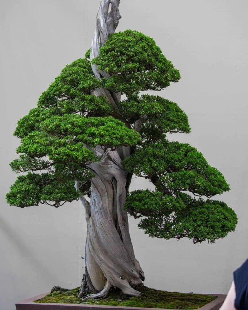 بذر بونسای سرو نقره ای ( اورجینال آمریکایی) — تصویر ۳