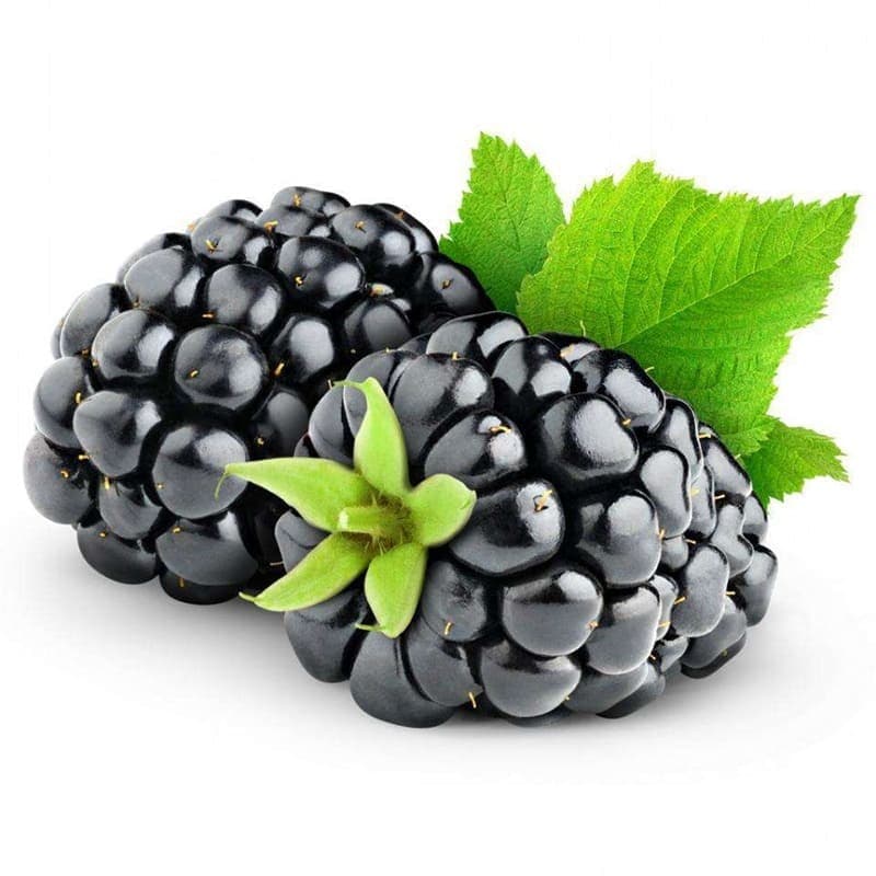 بذر بلک بری (گلدانی)
