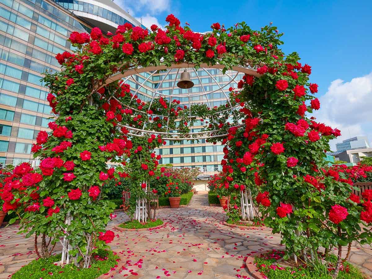 بذر رز رونده قرمز معطر هلندی ( کمیاب )