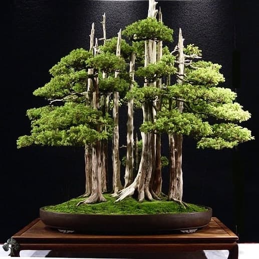 بذر بونسای سرو کوهی ویرجینیا ( نایاب )