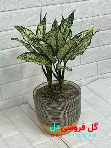 آگلونما سفید برفی 922