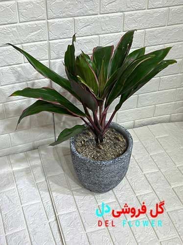 کردلین بنفش 920