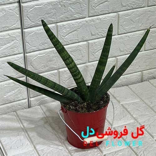 سانسوریا بونسل 916