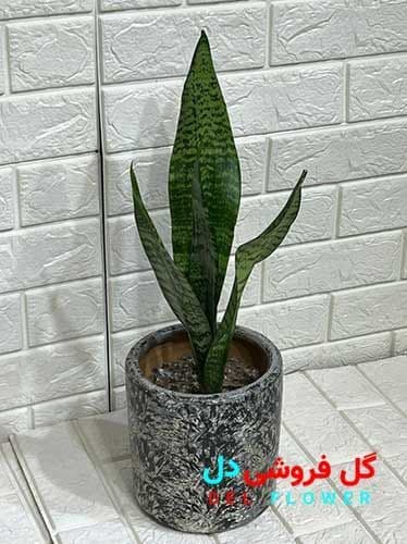 سانسوریا کرواتی سبز 915