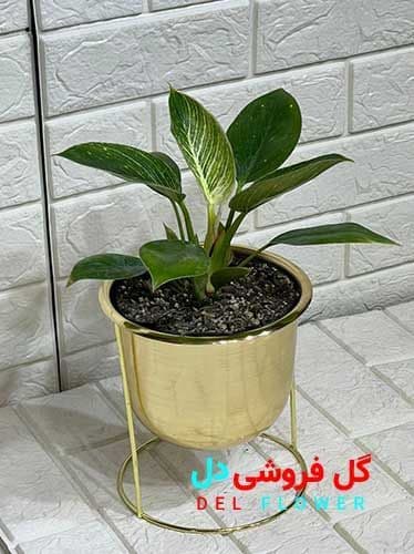 فیلودندرون برکین 909