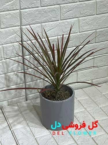 دراسنا پرچمی قرمز 908 — تصویر ۳