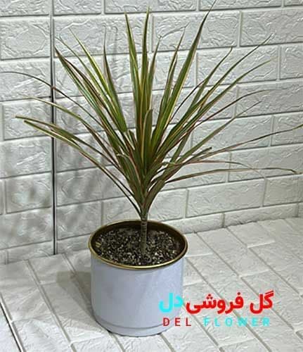 دراسنا پرچمی طلایی 906