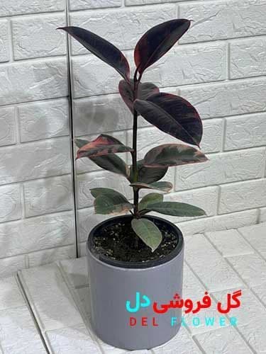 فیکوس شرابی 900