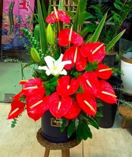 گل برای مادرزن 2069 — تصویر ۳