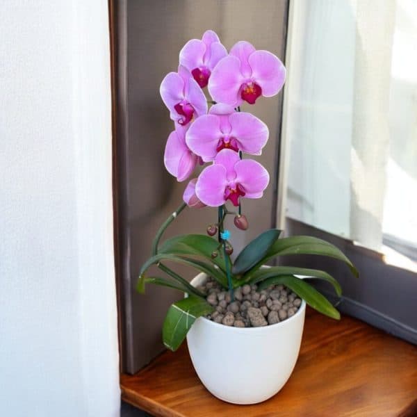 گل فروشی آنلاین ستارخان