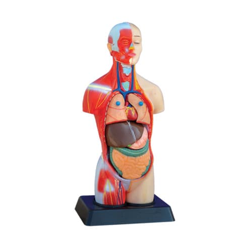 مولاژ نیم تنه مینی عضله دار