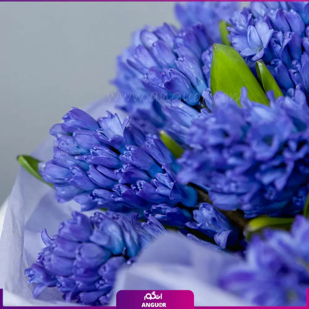 دسته گل سنبل بنفش 25 عددی — تصویر ۴