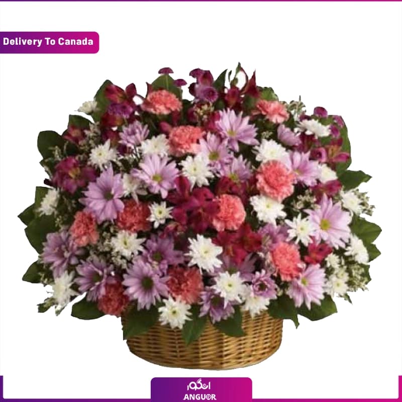 سبد گل داوودی (تحویل در کانادا)