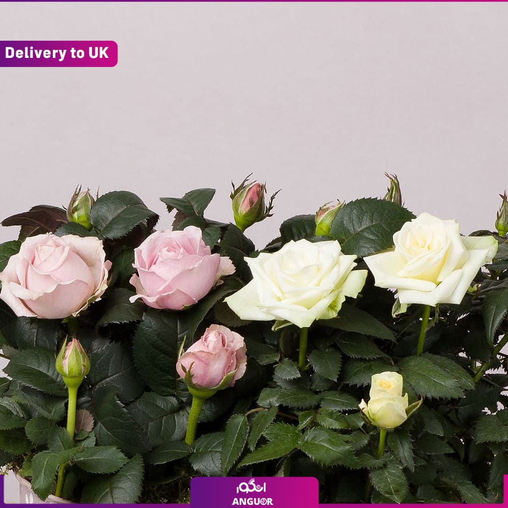 Pastel Rose (Delivery to UK) — تصویر ۳