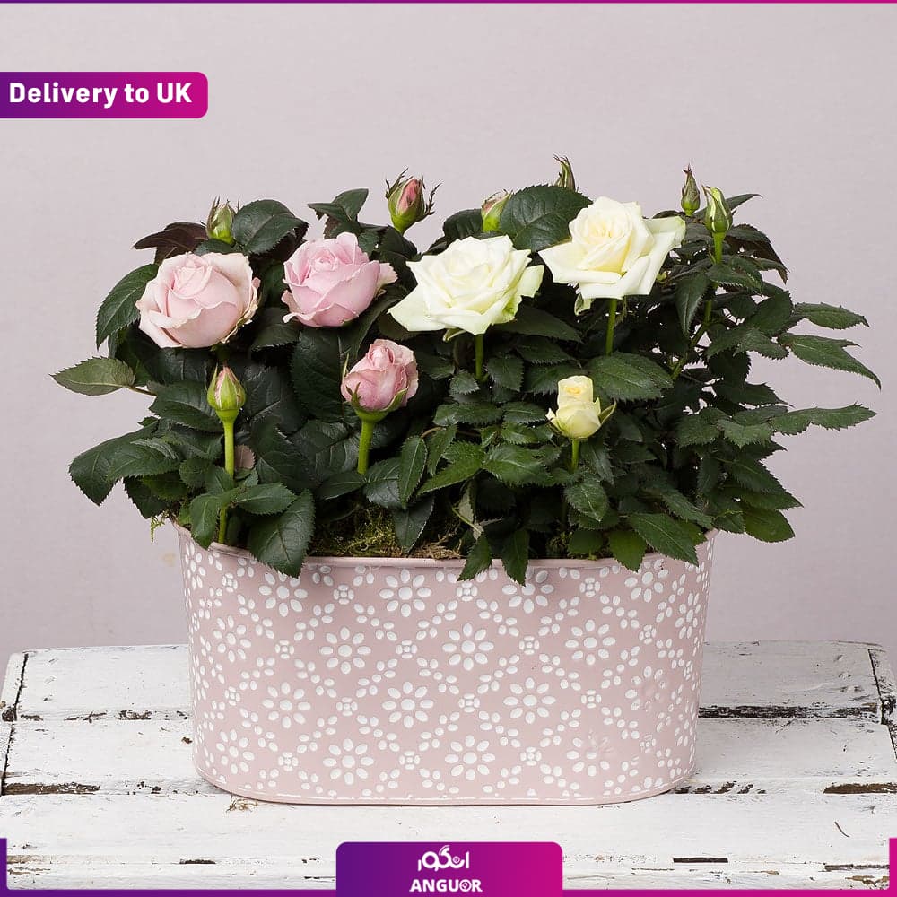 Pastel Rose (Delivery to UK)