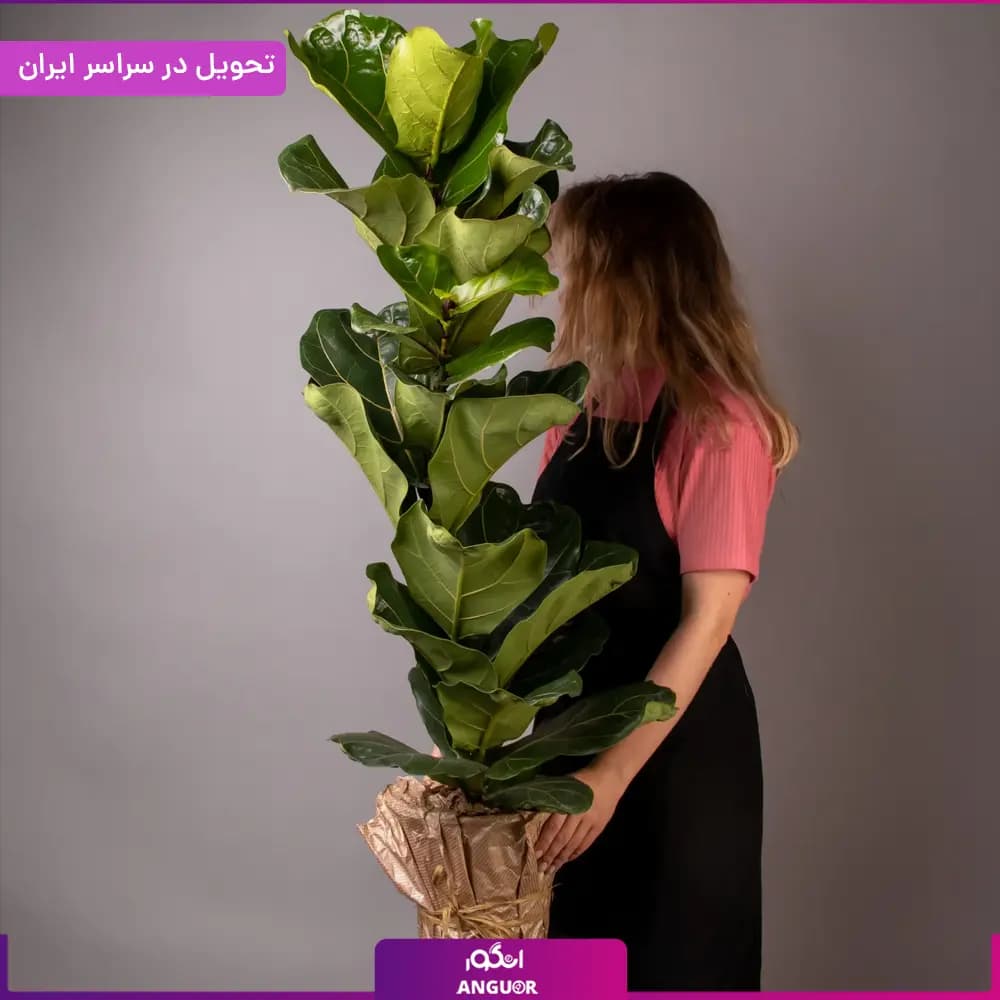 گلدان لیراتا — تصویر ۳