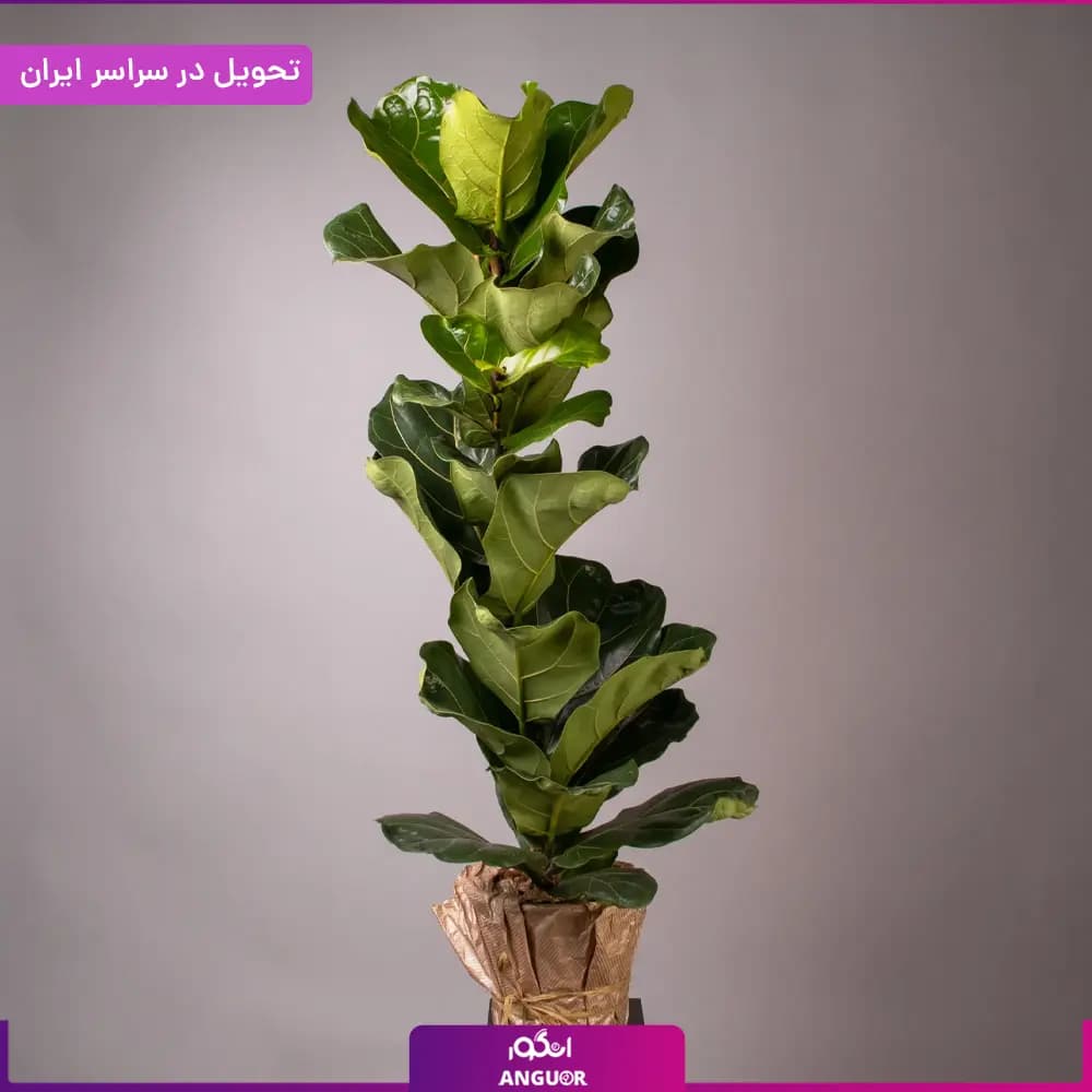 گلدان لیراتا