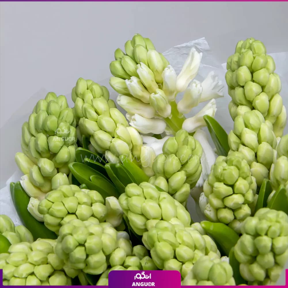 دسته گل غنچه سنبل — تصویر ۳