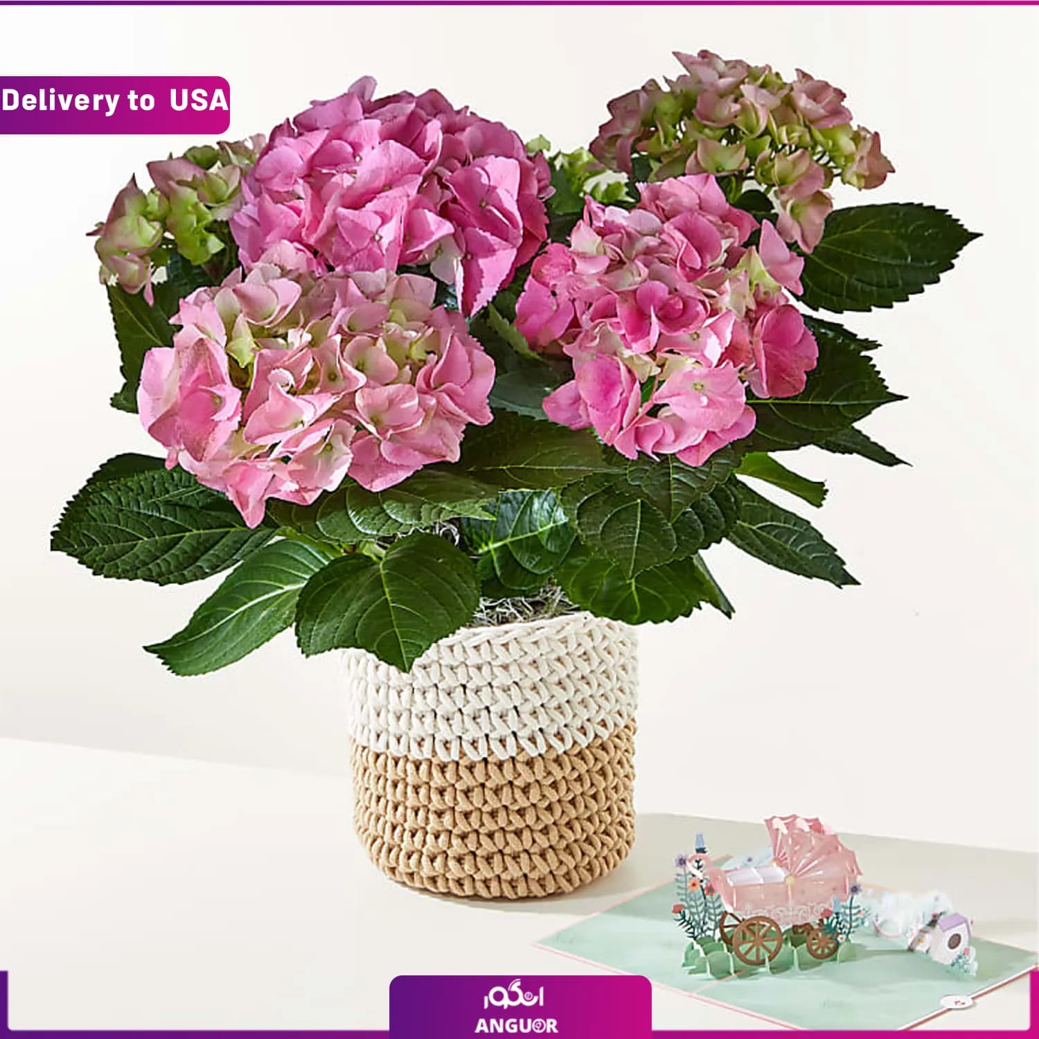 (Delivery to USA) Pink Hydrangea Plant
