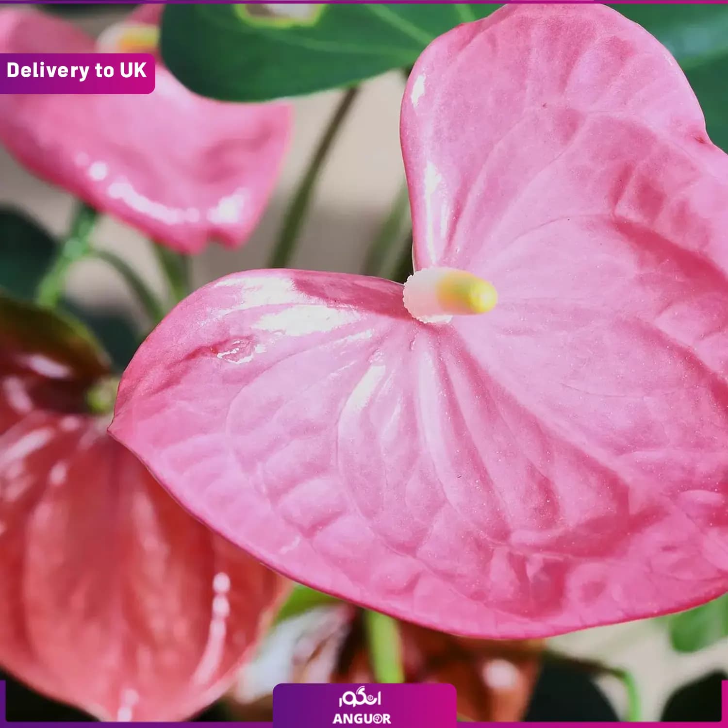 (Delivery to UK) Pink anthurium — تصویر ۳