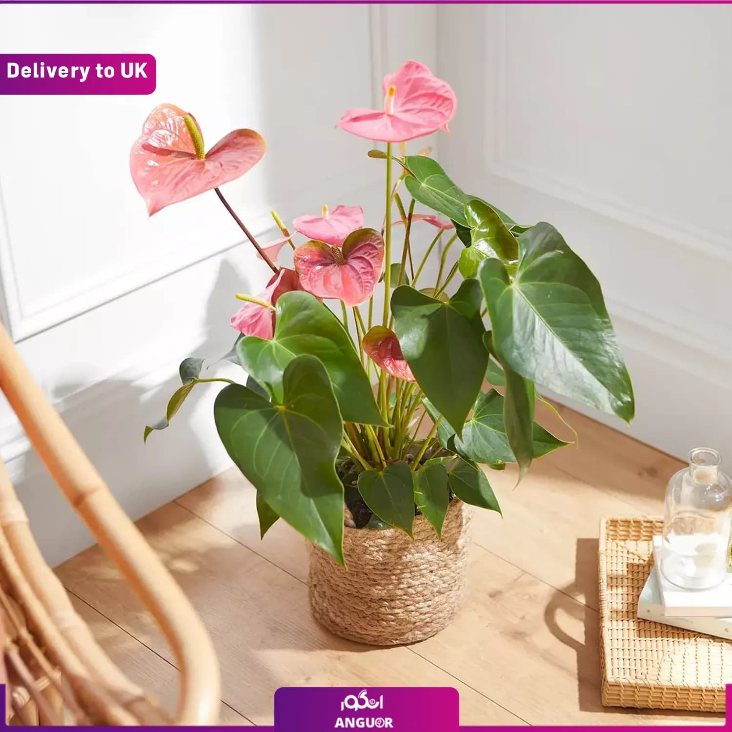 (Delivery to UK) Pink anthurium